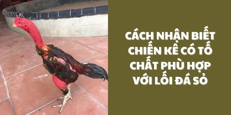 cach-nhan-biet-chien-ke-co-to-chat-phu-hop-voi-loi-da-so