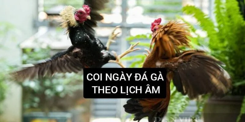 coi-ngay-da-ga-theo-lich-am