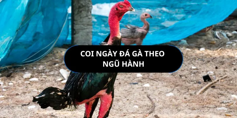 coi-ngay-da-ga theo-ngu-hanh