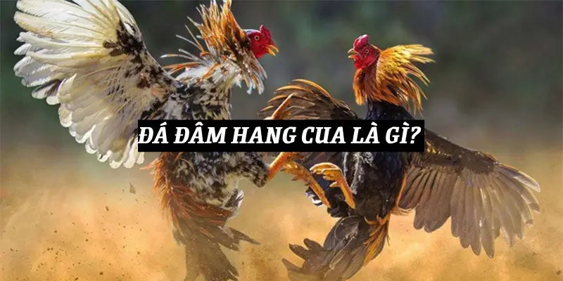 da-dam-hang-cua-la-gi