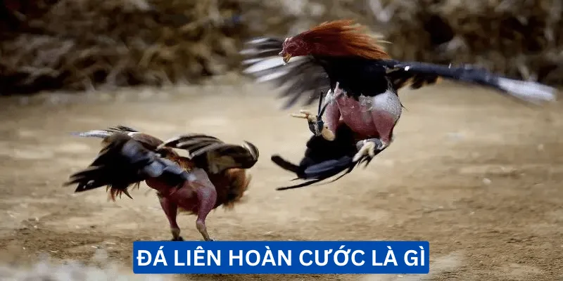 da-lien-hoan-cuoc-la-gi