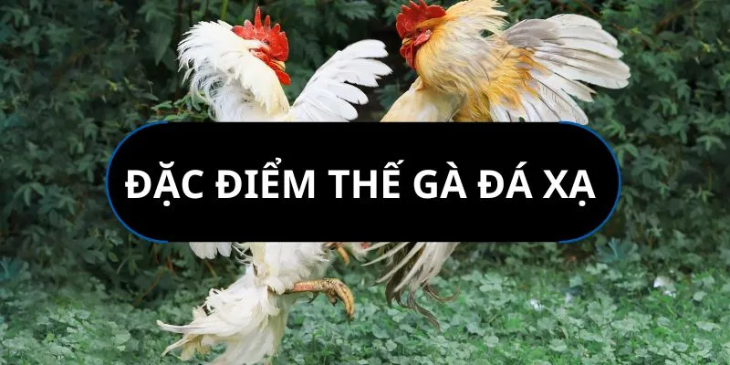 dac-diem-the-da-xa