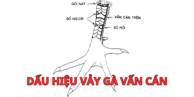 dau-hieu-vay-van-can