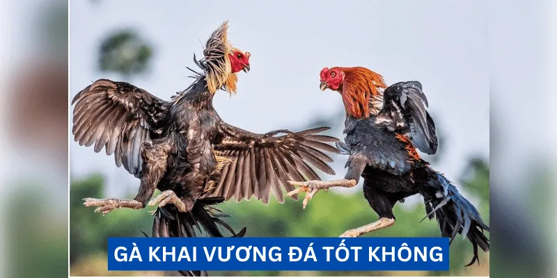 ga-khai-vuong-da-tot-khong