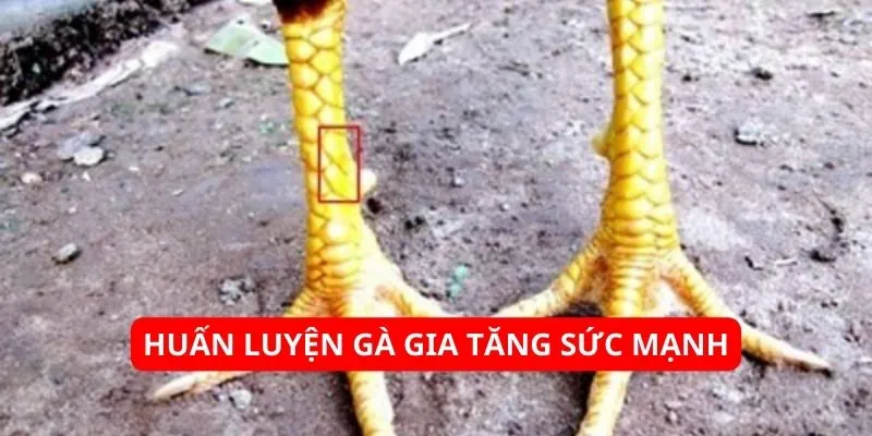 huan-luyen-ga