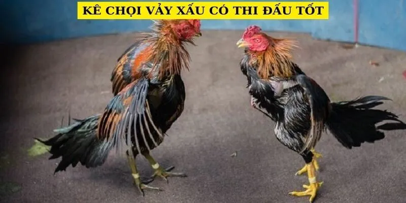 ke-choi-vay-xau-co-thi-dau-tot