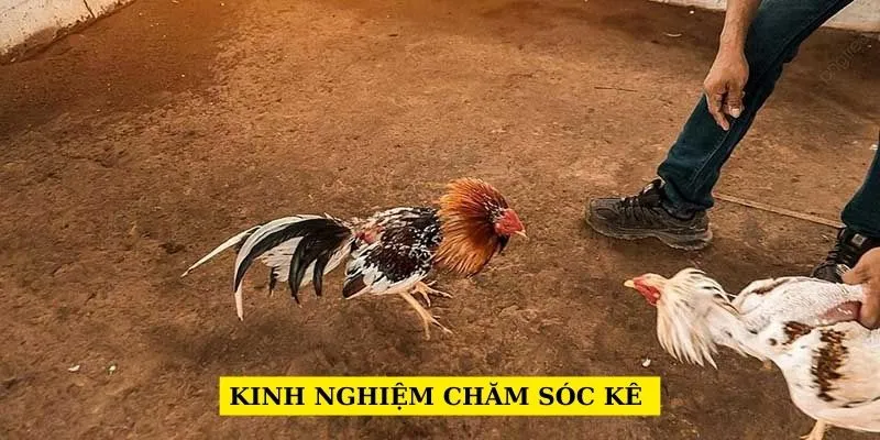 kinh-nghiem-cham-soc-ke