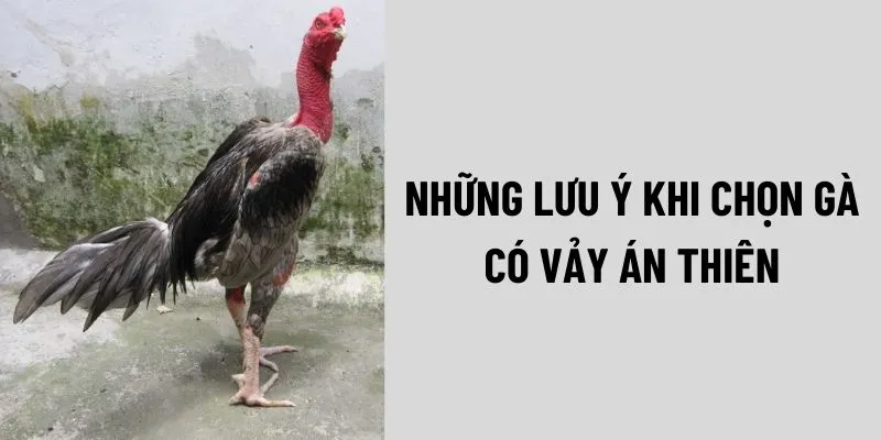 nhung-luu-y-khi-chon-ga-co-vay-an-thien