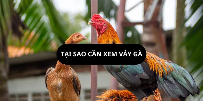 tai-sao-can-xem-vay-ga