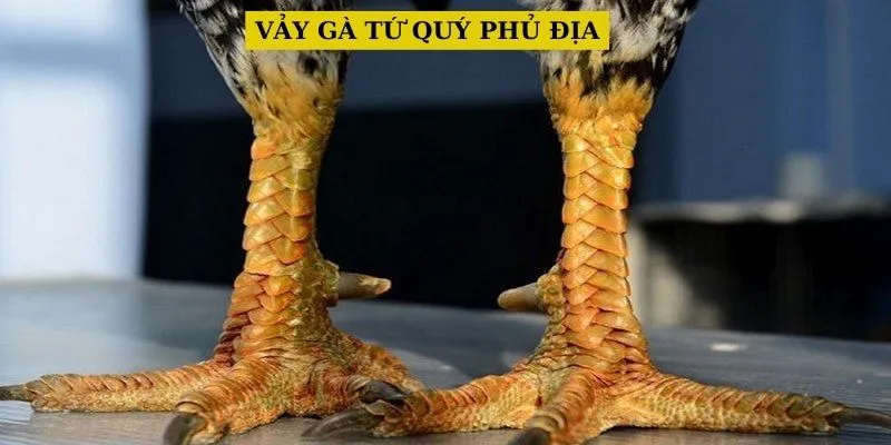 vay-ga-tu-quy-phu-dia-la-gi